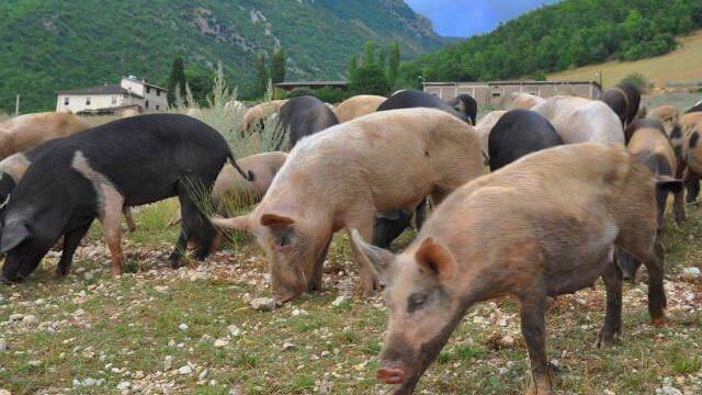 Experience local family run farms. Pig farmer, lentis farmes, cheese and sheppard in Umbria